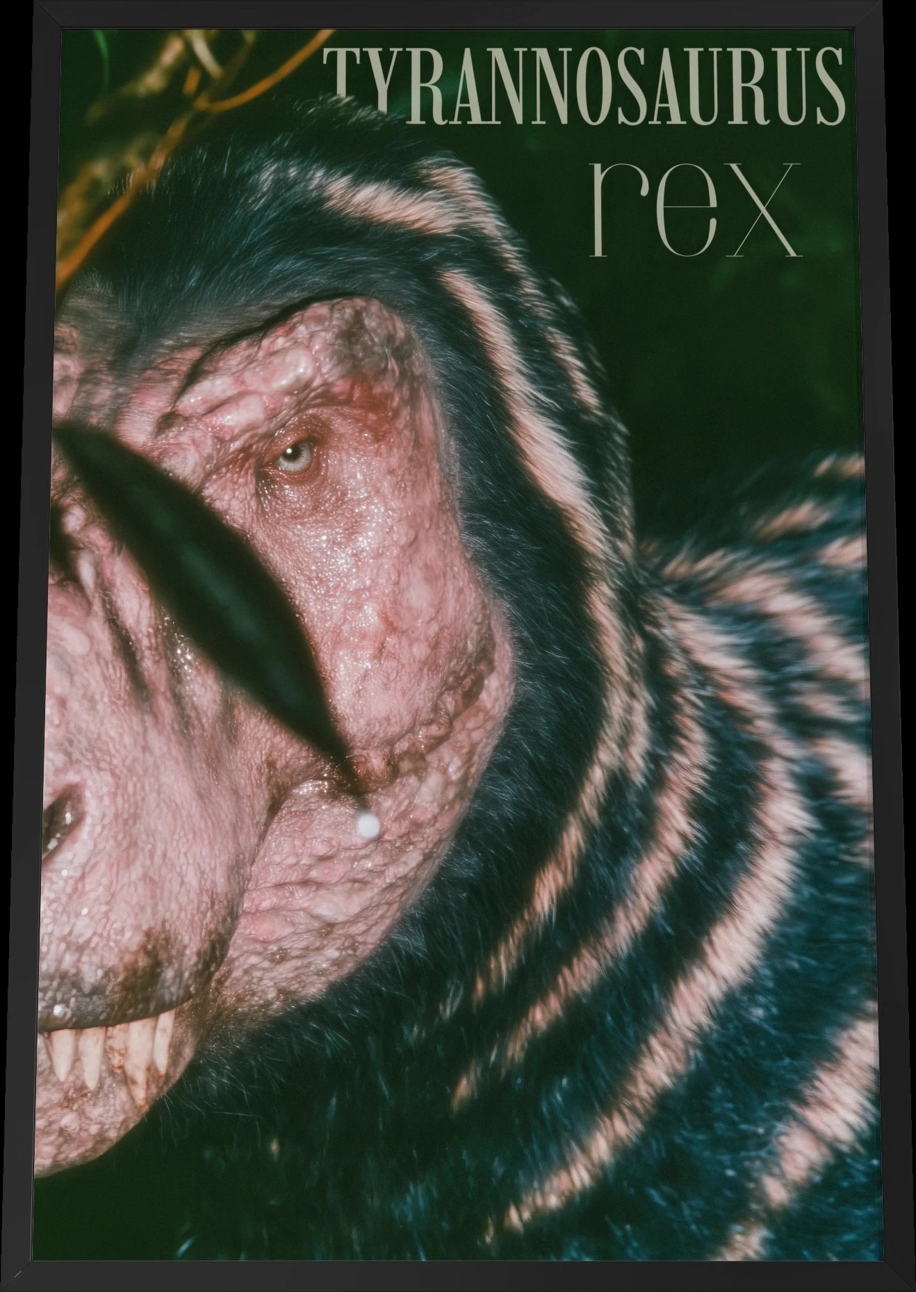 Tyrannosaurus rex matte portrait in a black frame, viewed straight on